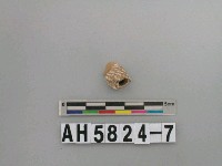 藏品(貝類)的圖片